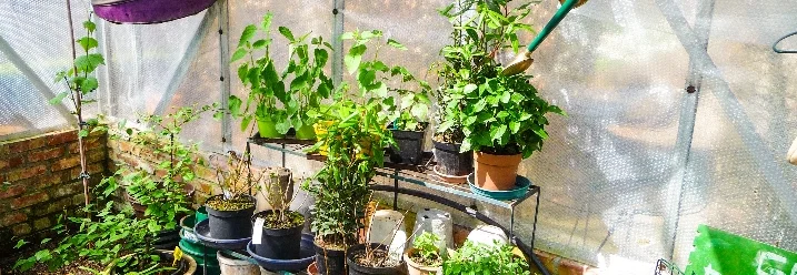 Gewächshaus mit Kräutern und Gießkanne